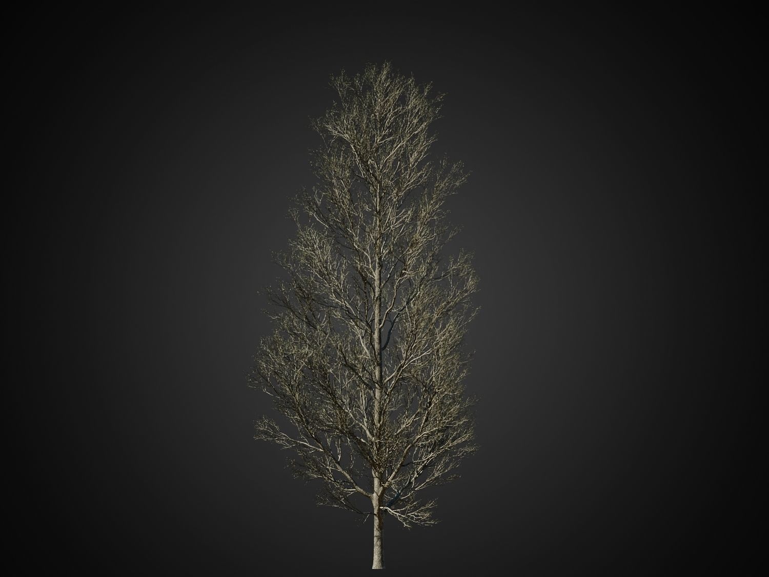 HeliosVegetation vol1 Autumn - leafless tree pack VRAY 3D model_19