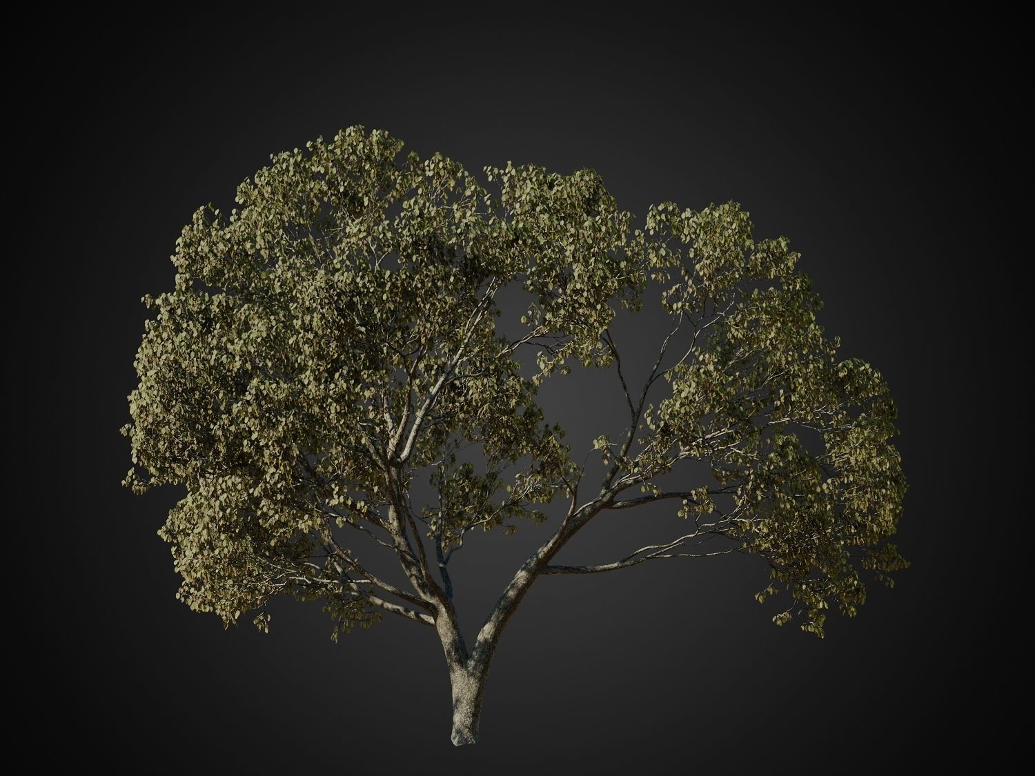HeliosVegetation vol1 Autumn - leafless tree pack VRAY 3D model_1