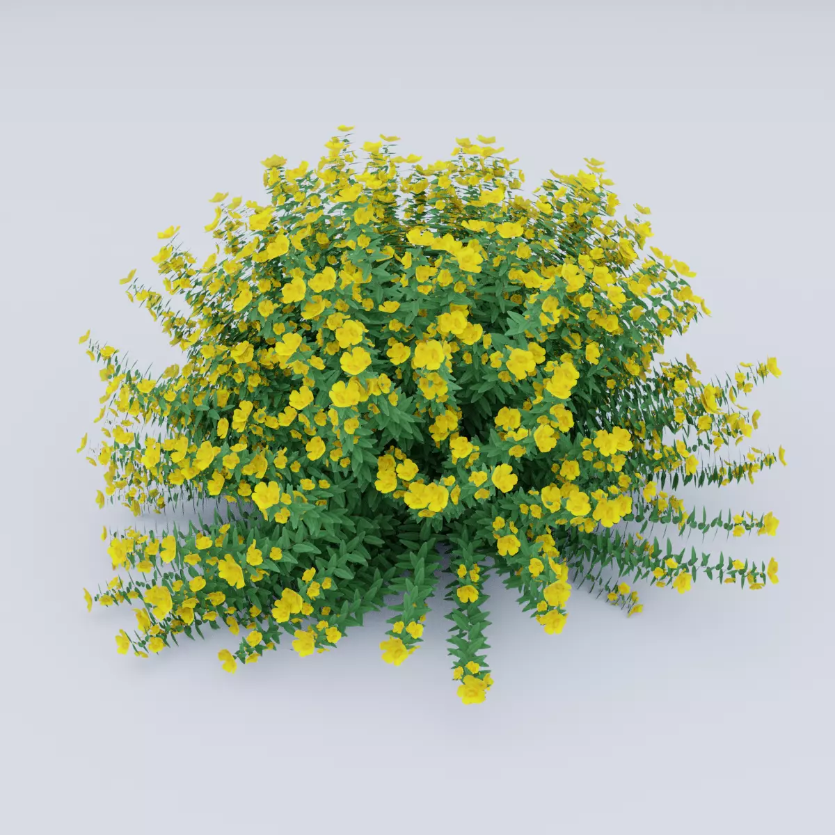 Hypericum Hidcote 3D model_0