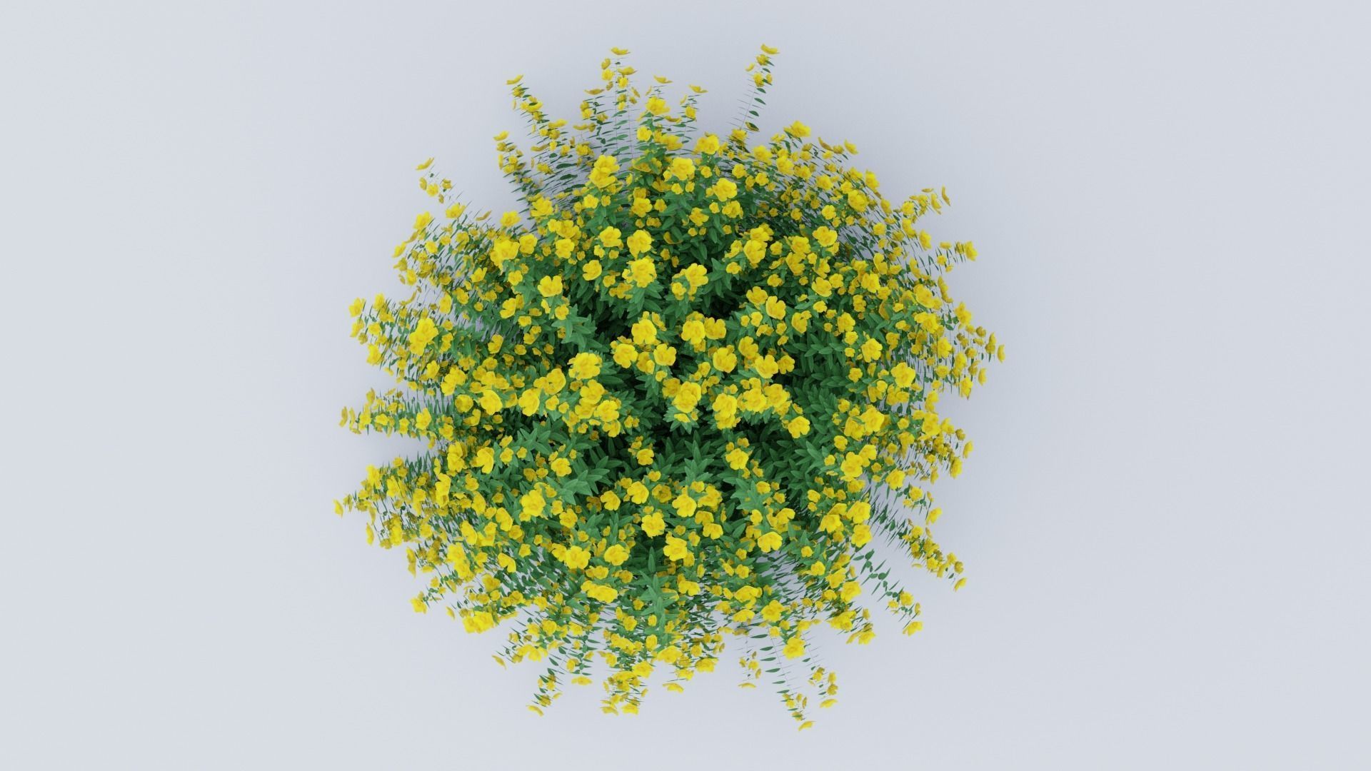 Hypericum Hidcote 3D model_2