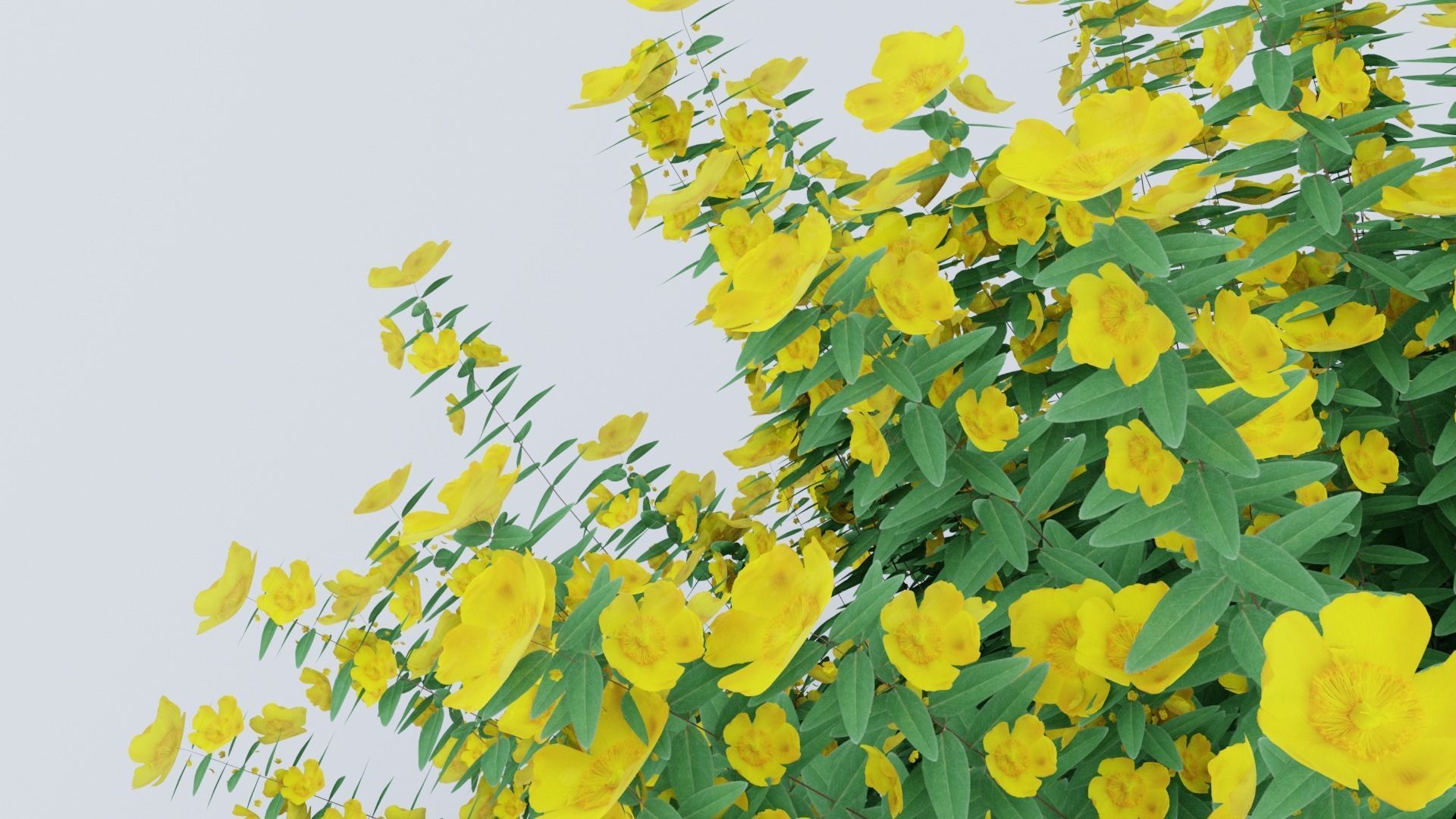 Hypericum Hidcote 3D model_3