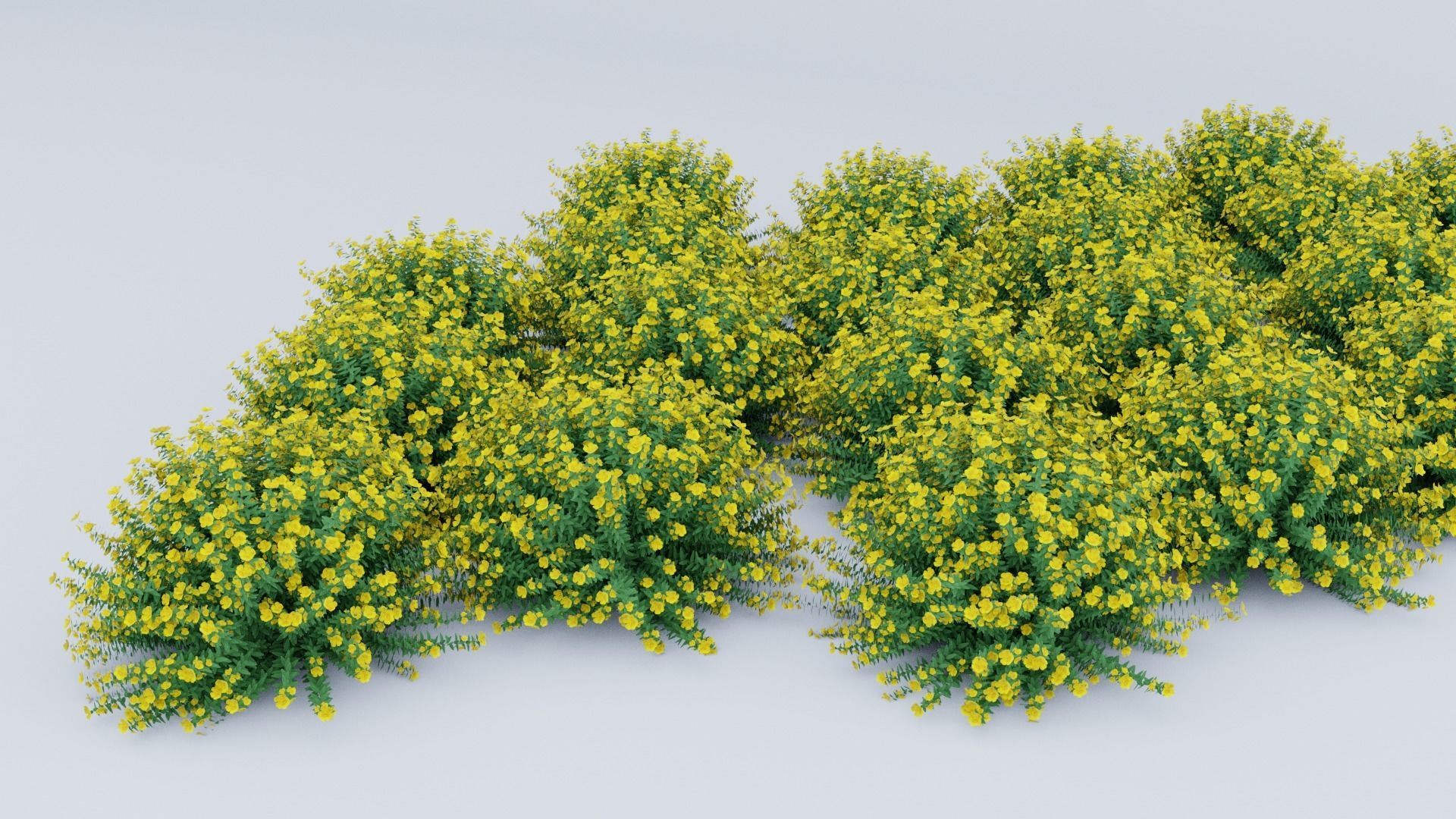 Hypericum Hidcote 3D model_5
