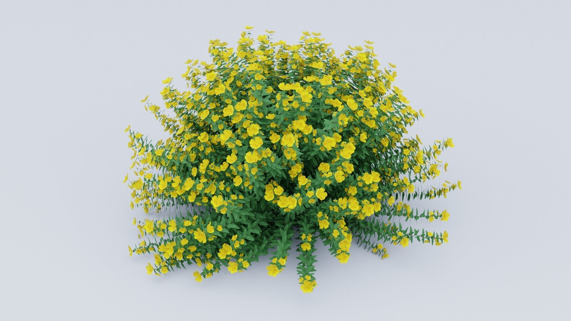 Hypericum Hidcote 3D model_1