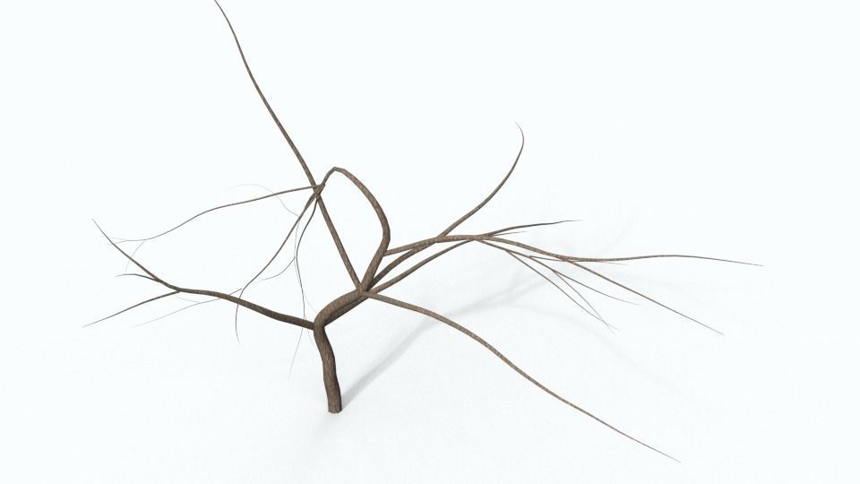 Tree 1 with no leaves Free 3D model_2
