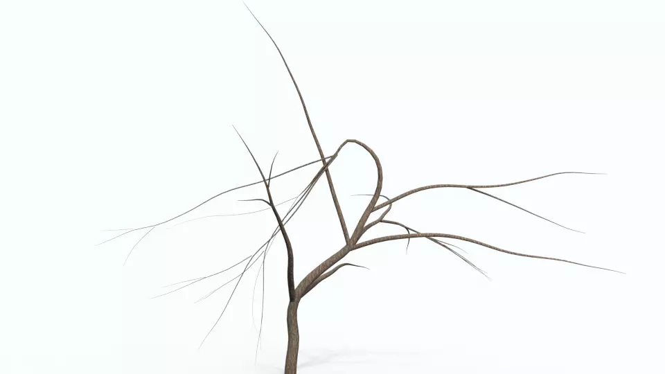 Tree 1 with no leaves Free 3D model_0