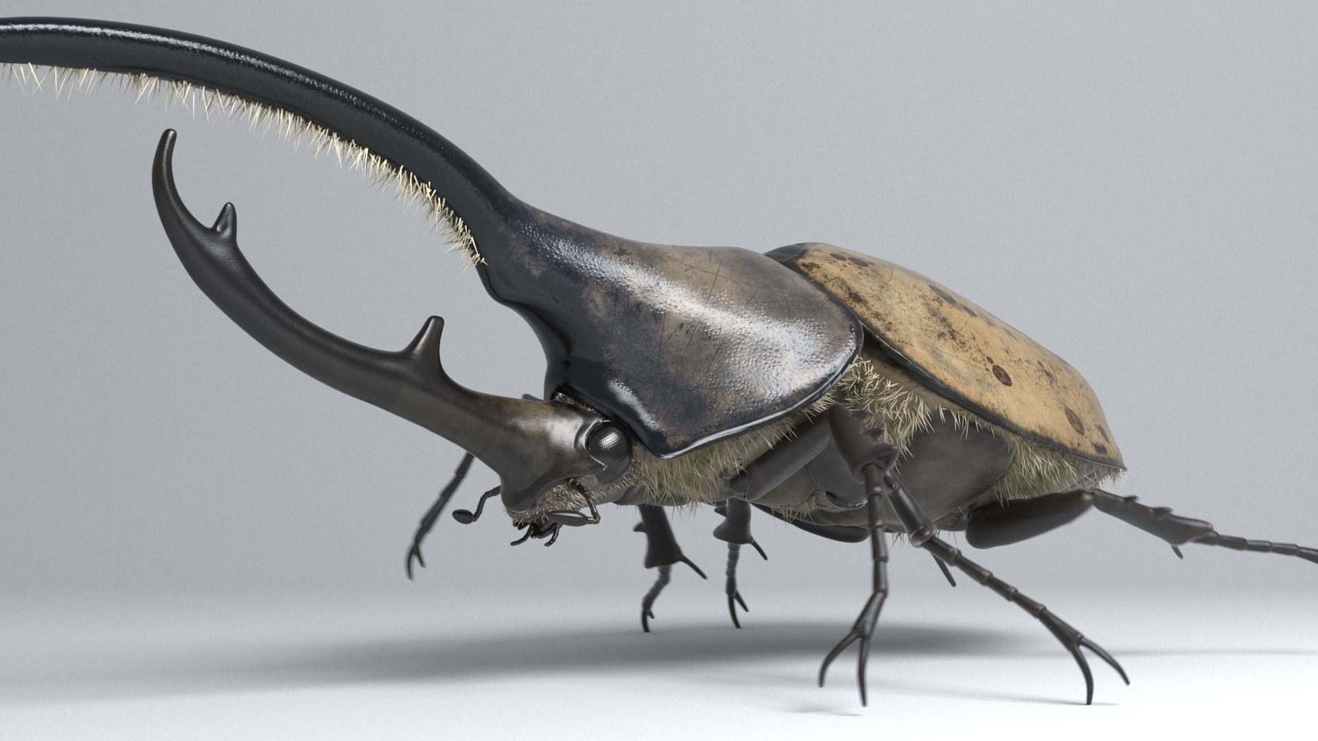 Hercules Beetle rigged for 3ds Max 3D model_1