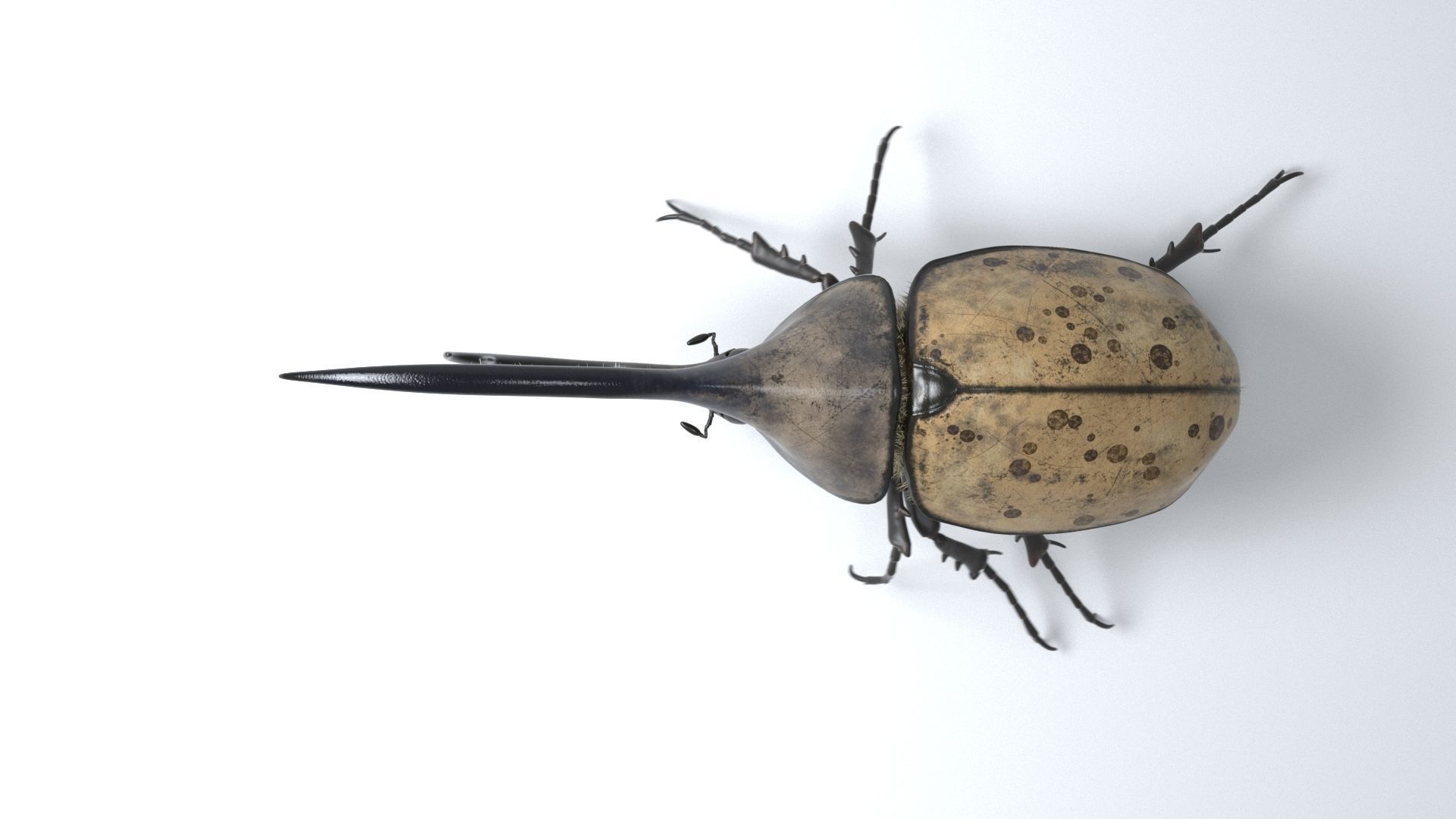 Hercules Beetle rigged for 3ds Max 3D model_2