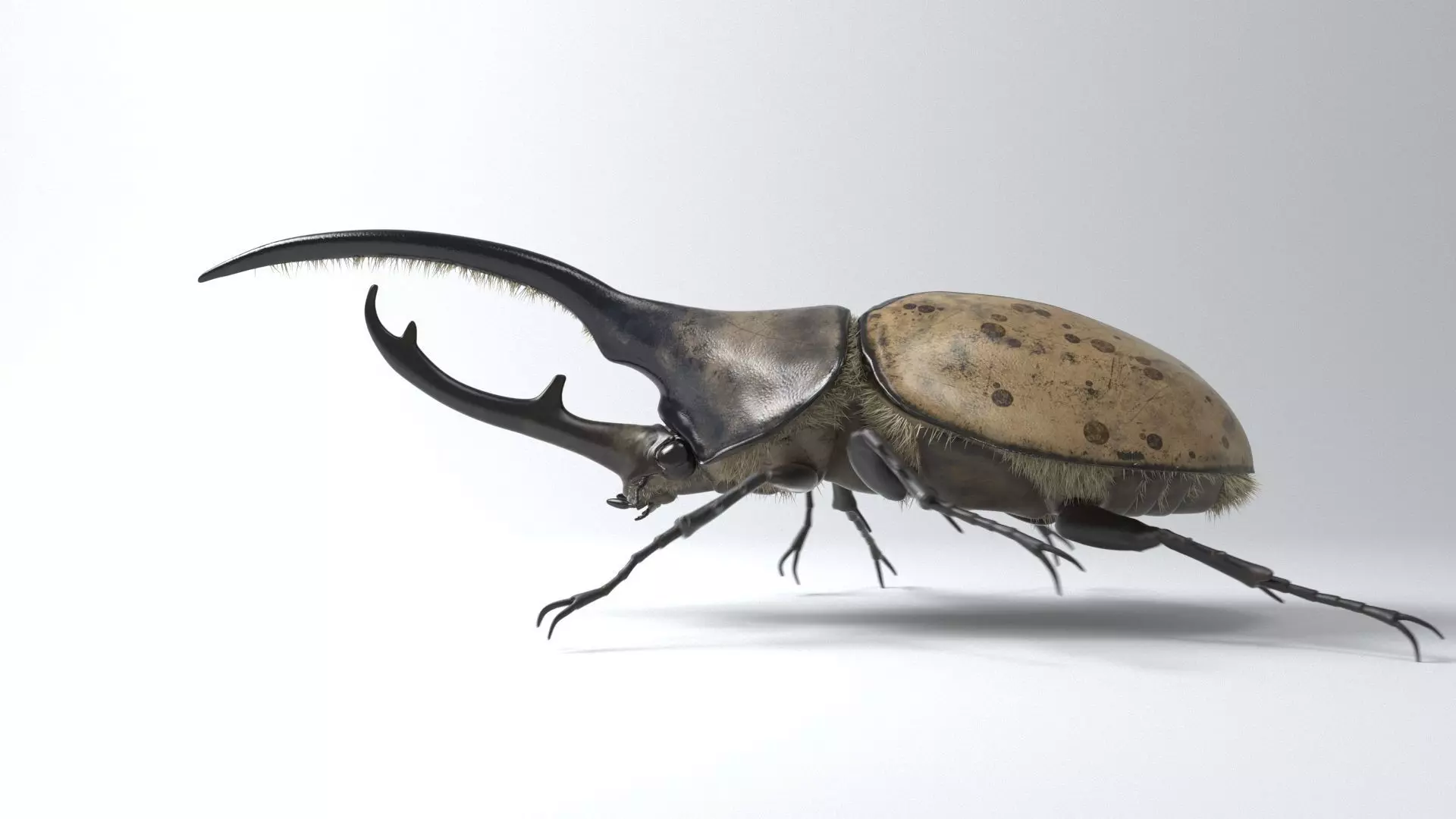 Hercules Beetle rigged for 3ds Max 3D model_0