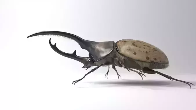 Hercules Beetle rigged for 3ds Max 3D model