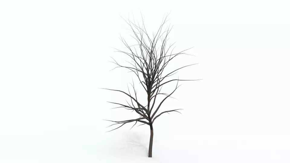 Tree 2 plant Free 3D model_0