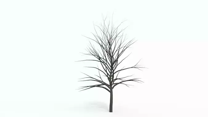 Tree 3 with no leaves