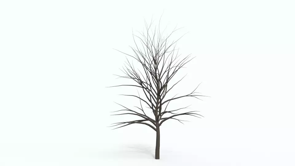 Tree 3 with no leaves Free 3D model