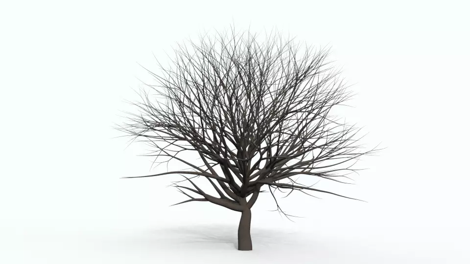 Tree 5 bare Free 3D model