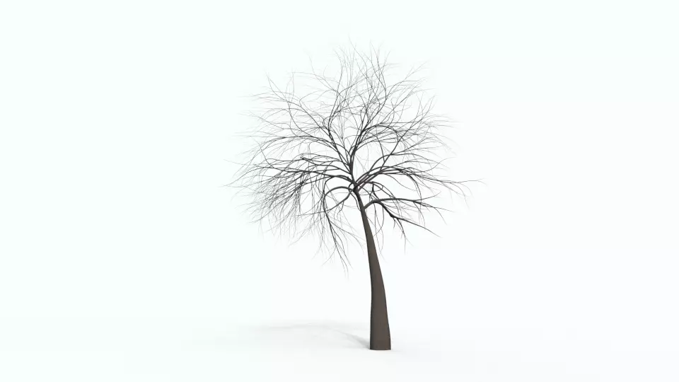 Tree 8 bare Free 3D model