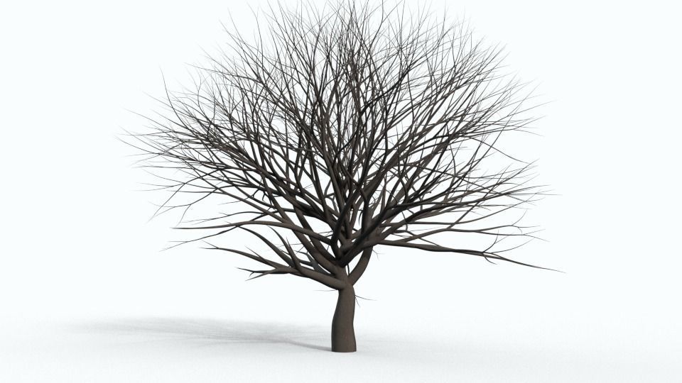 Tree Collection bare Free 3D model_24