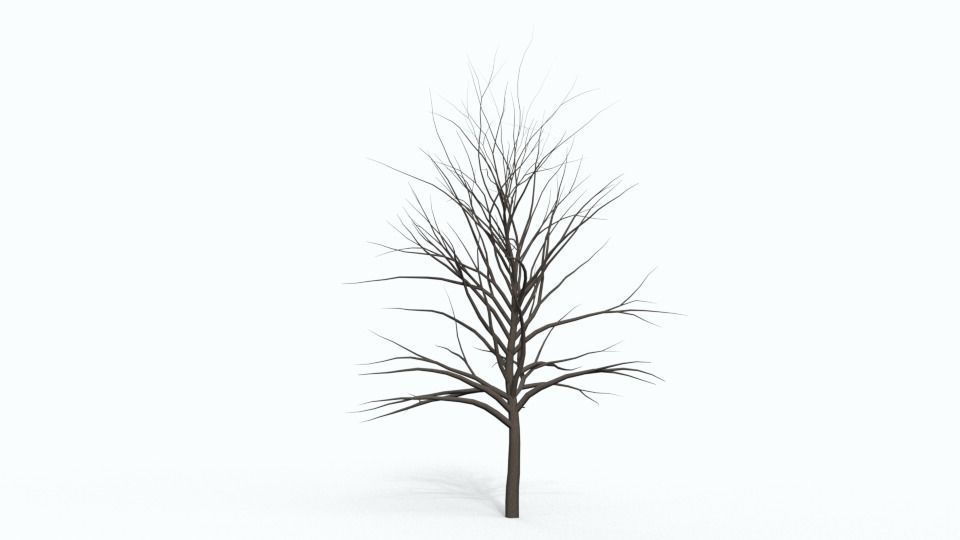 Tree Collection bare Free 3D model_11