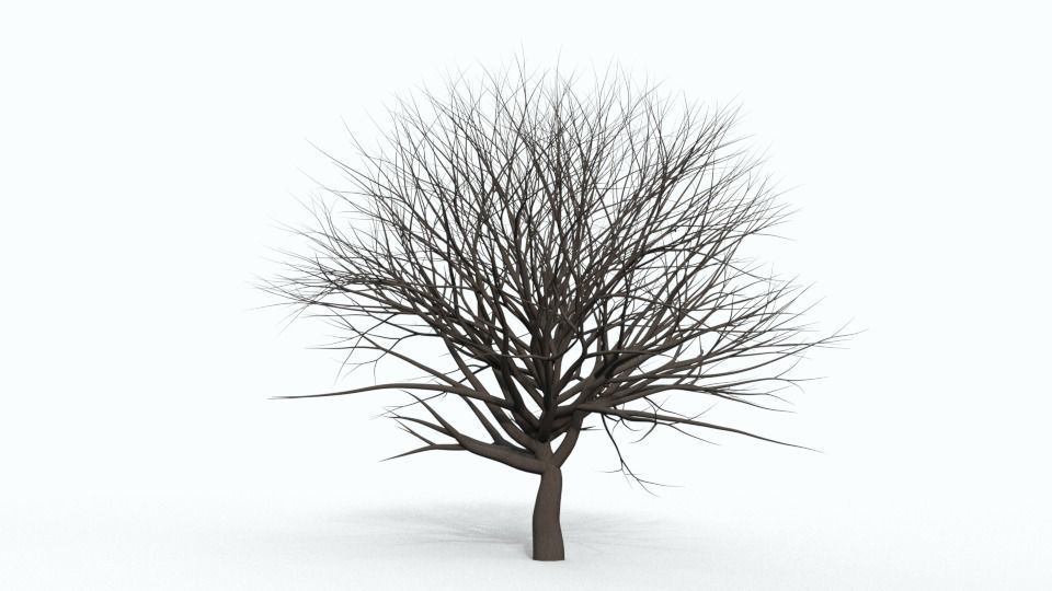 Tree Collection bare Free 3D model_21