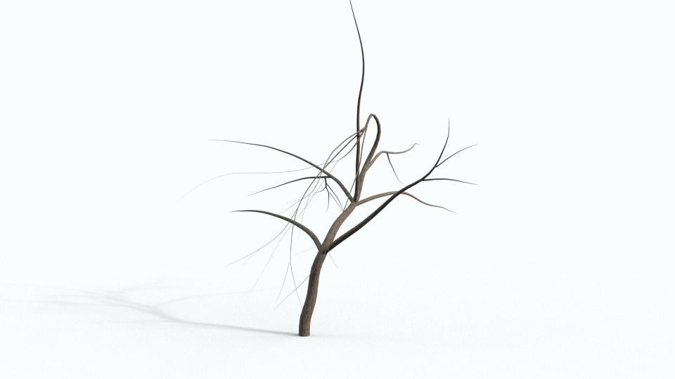 Tree Collection bare Free 3D model_5