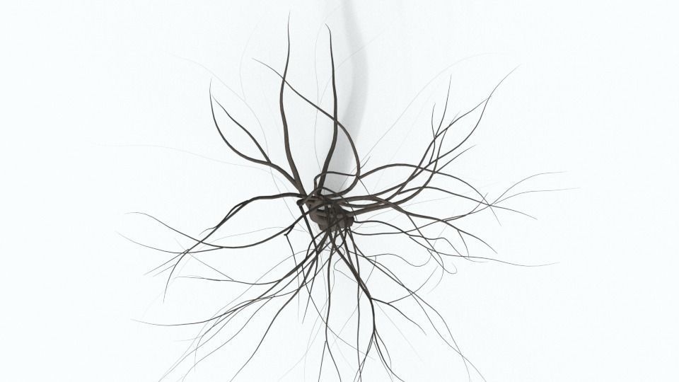 Tree Collection bare Free 3D model_30