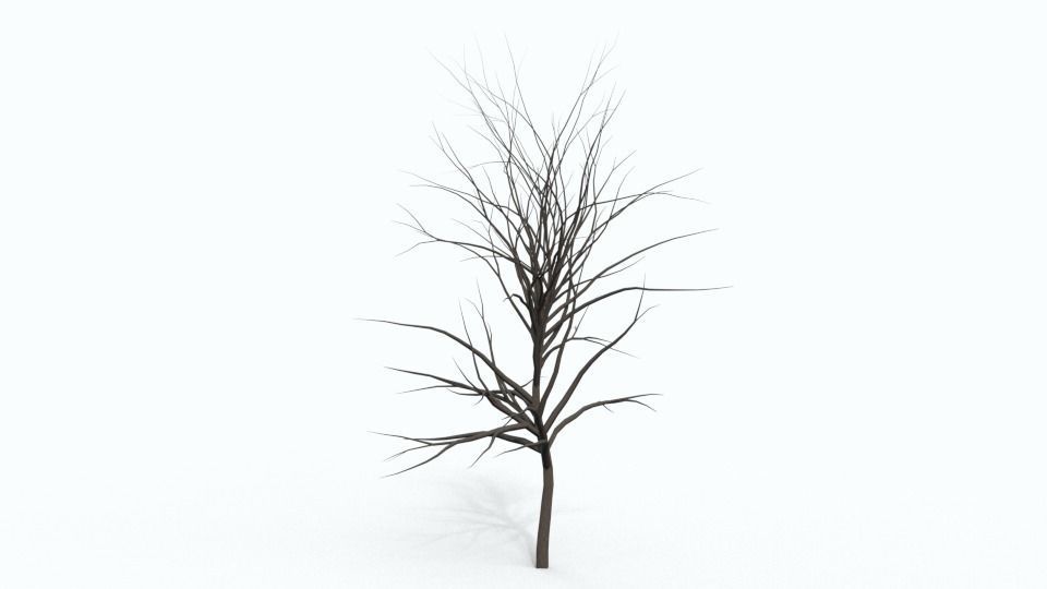 Tree Collection bare Free 3D model_8