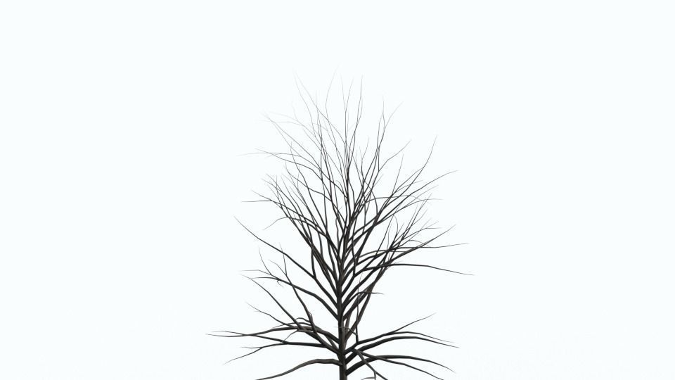 Tree Collection bare Free 3D model_7