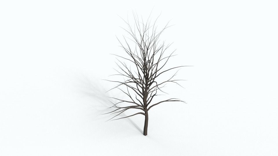 Tree Collection bare Free 3D model_12