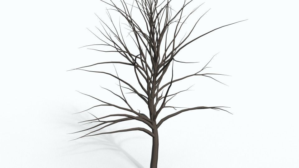 Tree Collection bare Free 3D model_15