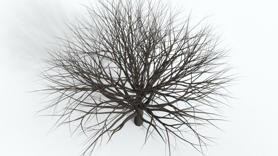 Tree Collection bare Free 3D model_25