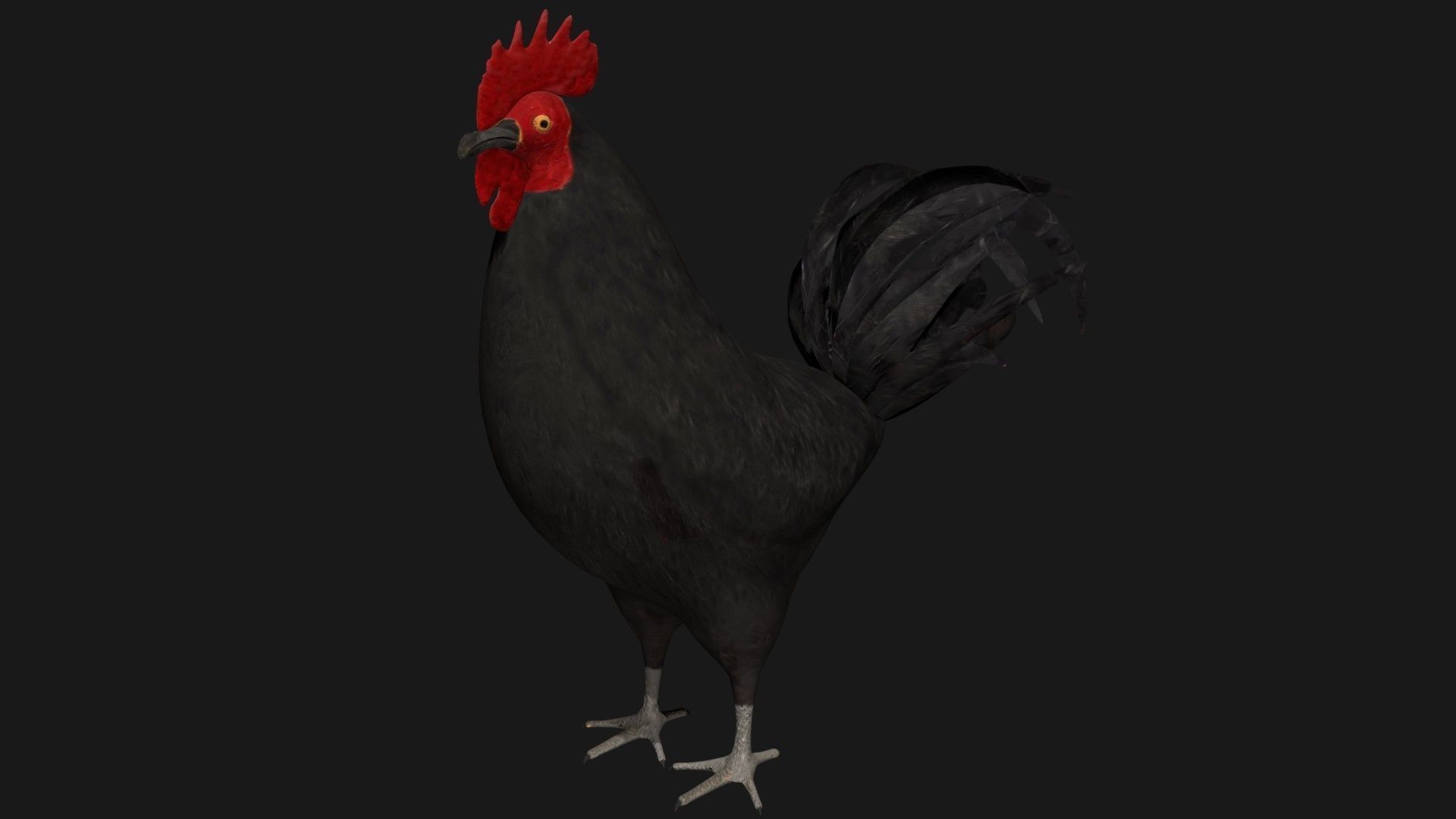 Black Rooster Low-poly 3D model_1