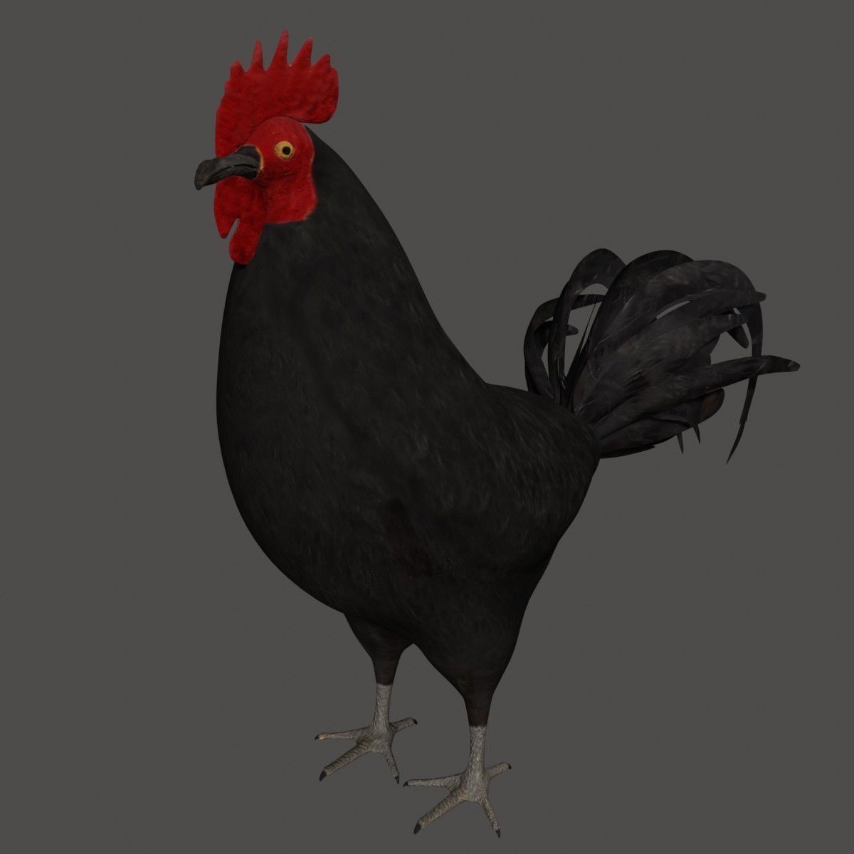 Black Rooster Low-poly 3D model_8
