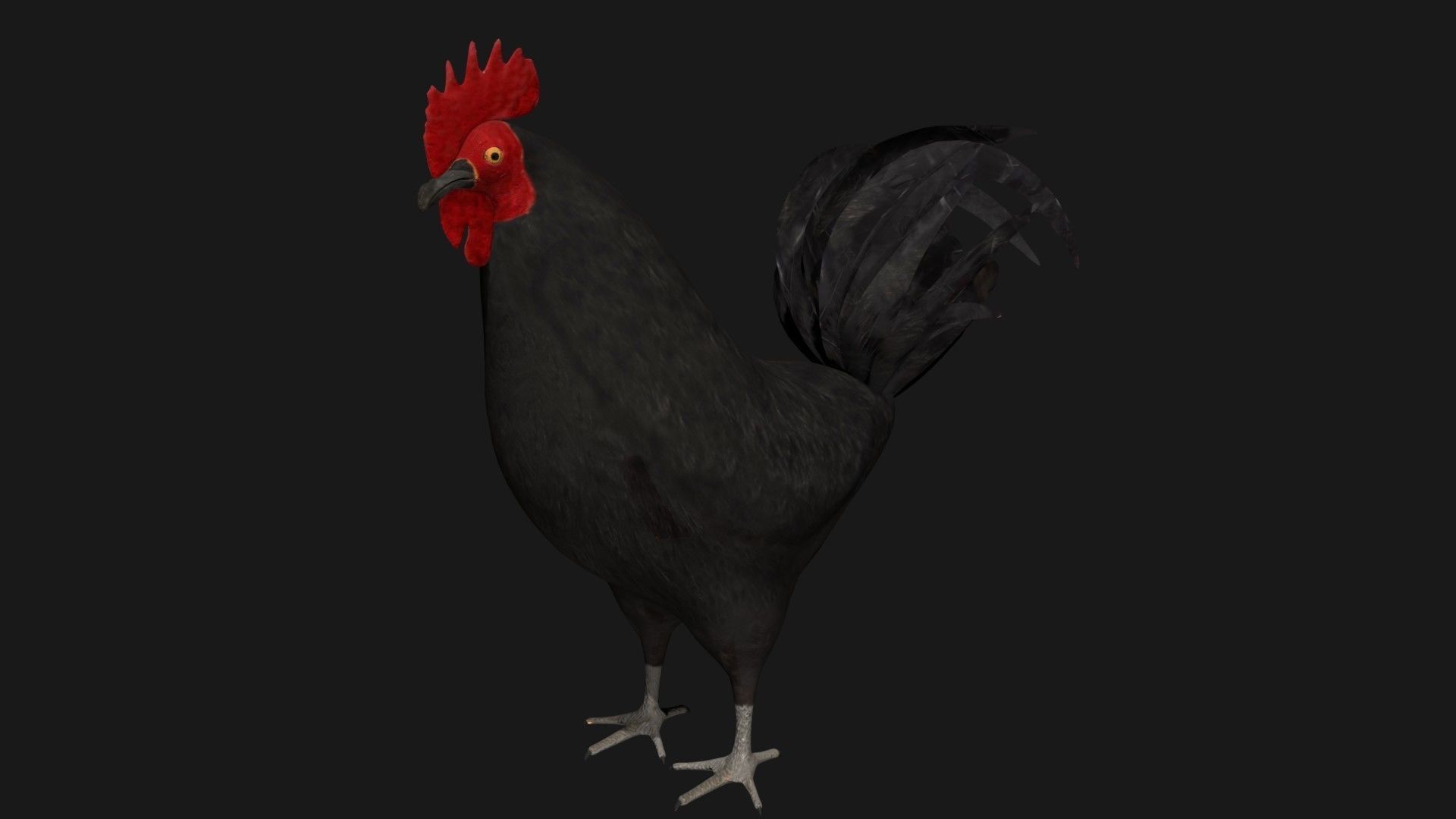Black Rooster Low-poly 3D model_3