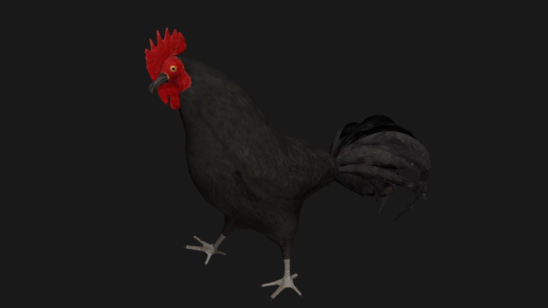 Black Rooster Low-poly 3D model_5