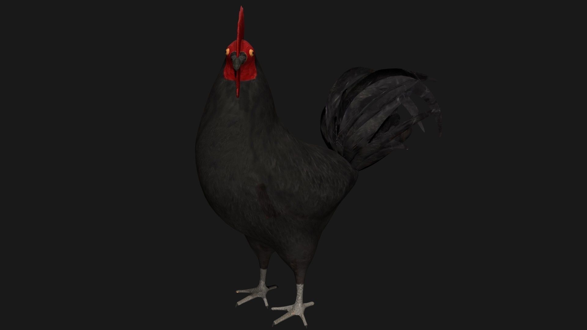 Black Rooster Low-poly 3D model_2
