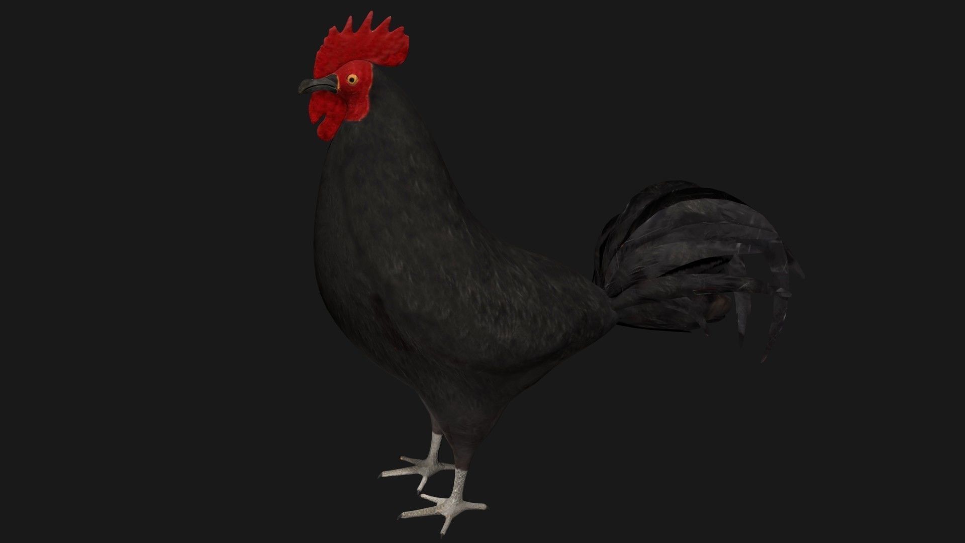 Black Rooster Low-poly 3D model_7