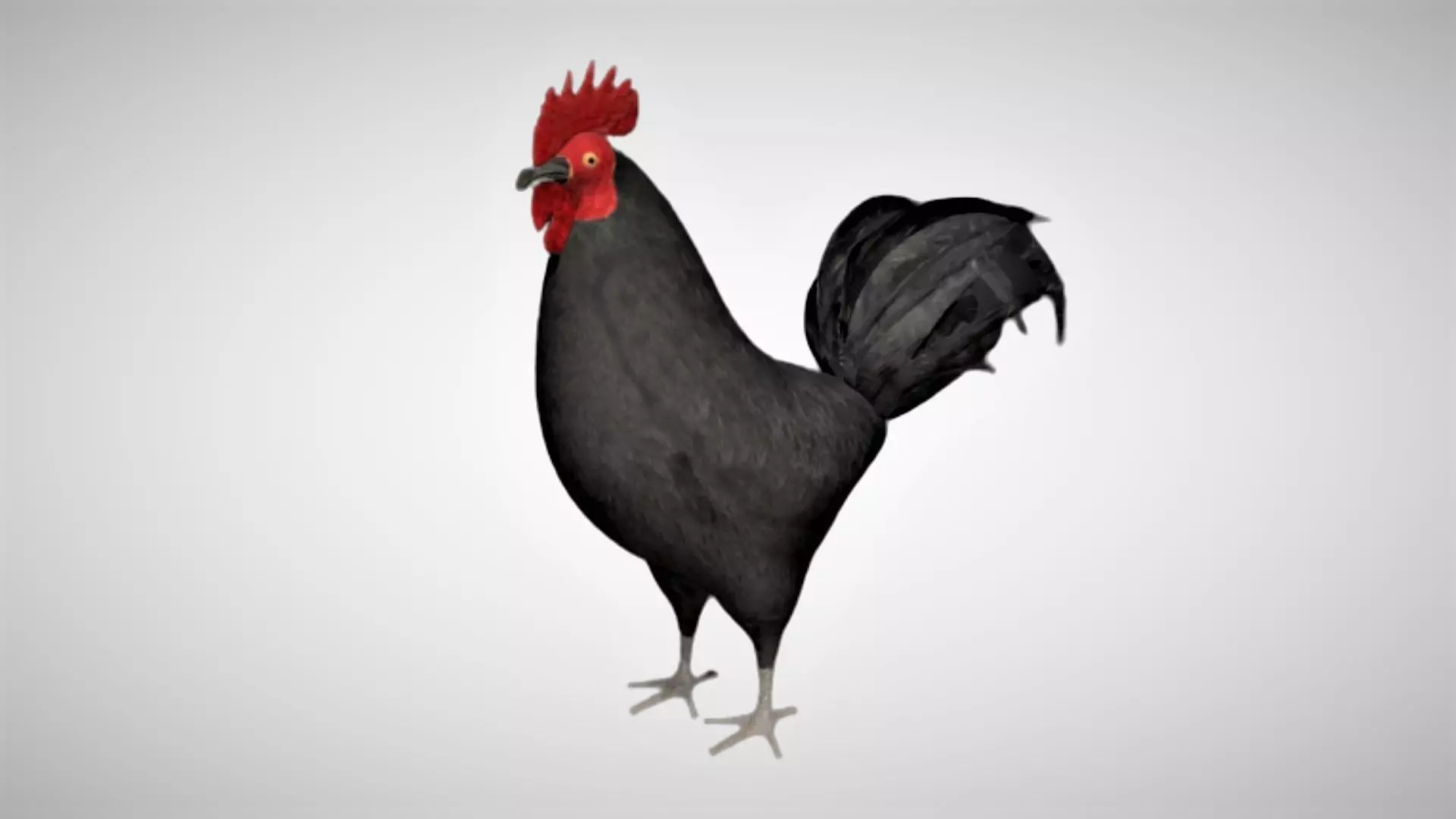 Black Rooster Low-poly 3D model_0