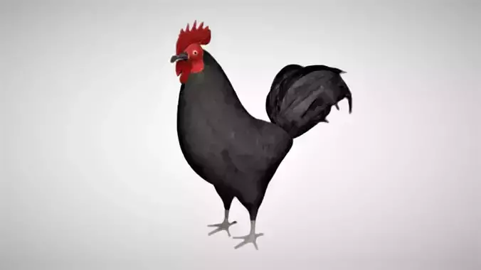 Black Rooster Low-poly 3D model