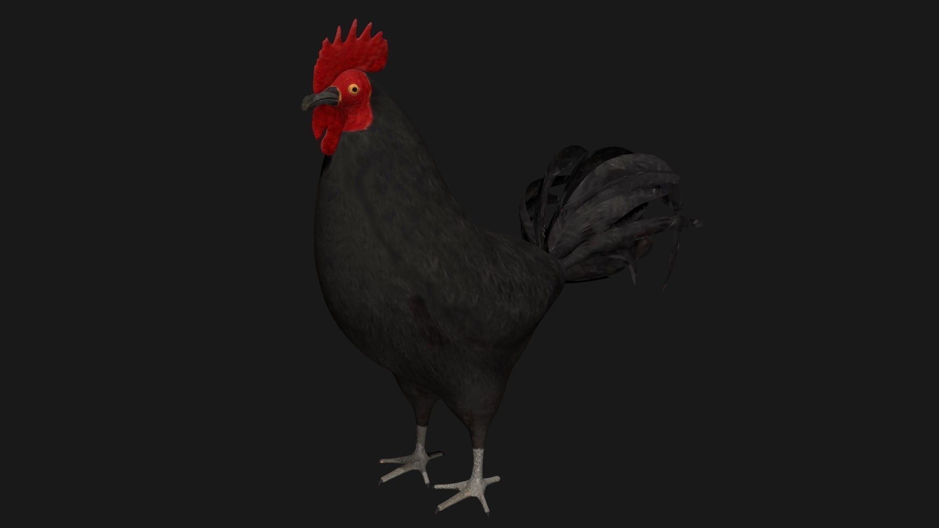 Black Rooster Low-poly 3D model_6