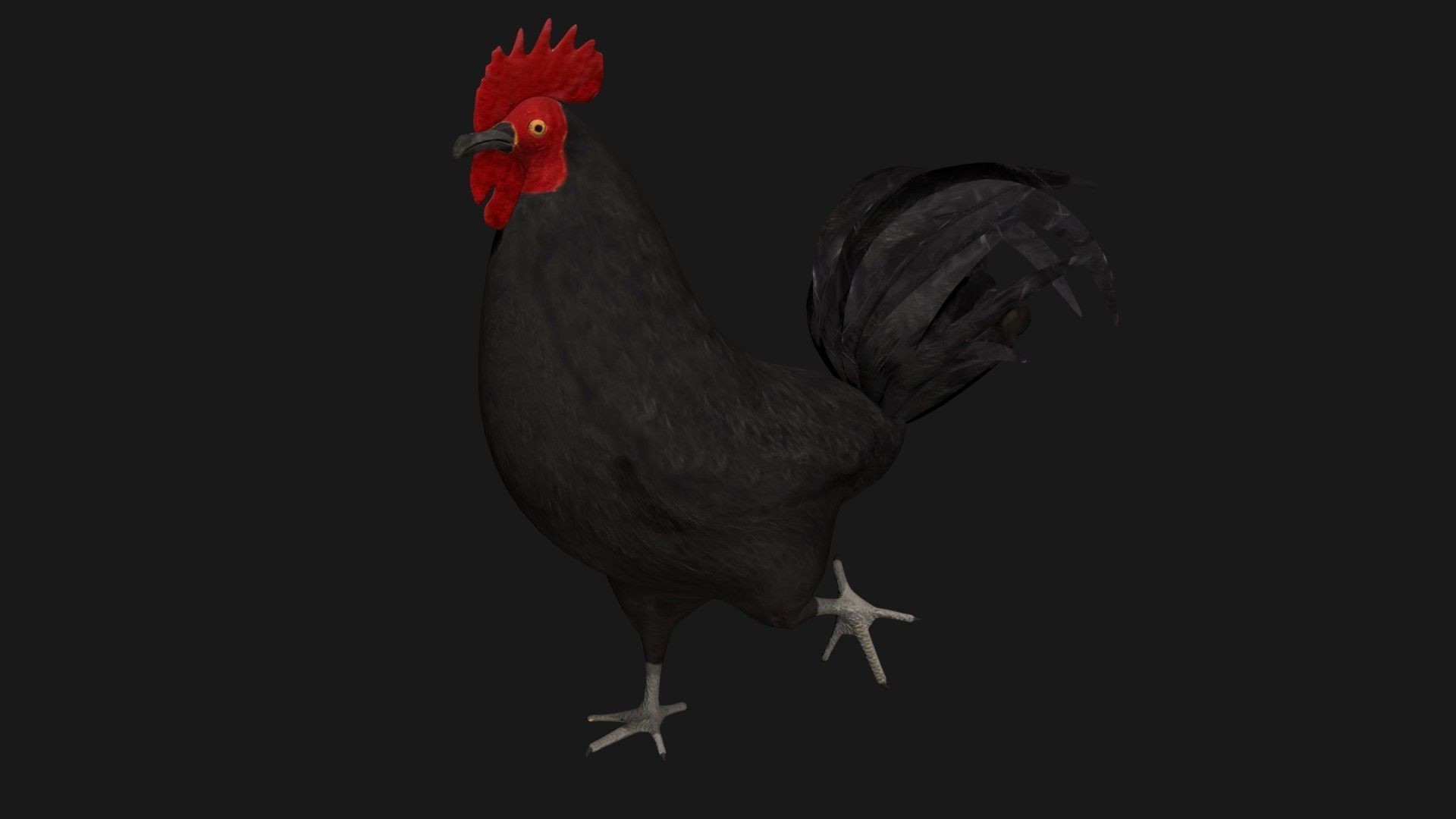 Black Rooster Low-poly 3D model_4