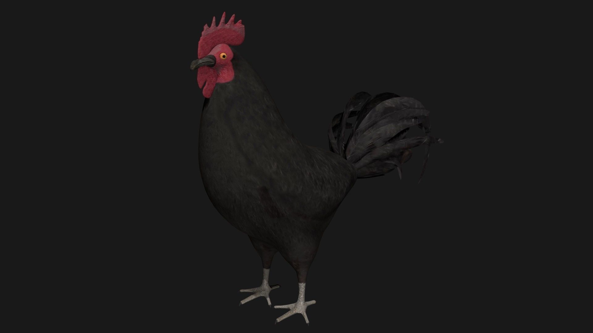 Black Rooster Low-poly 3D model_5