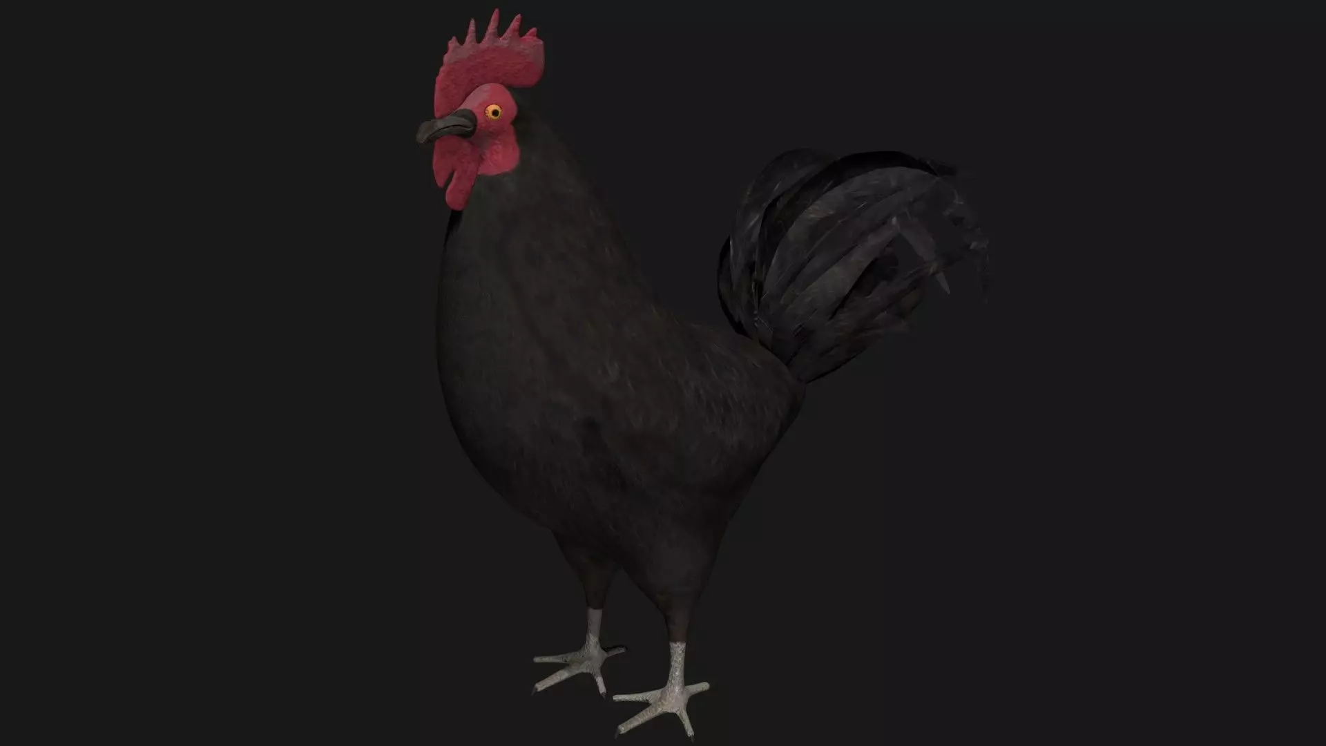 Black Rooster Low-poly 3D model_0