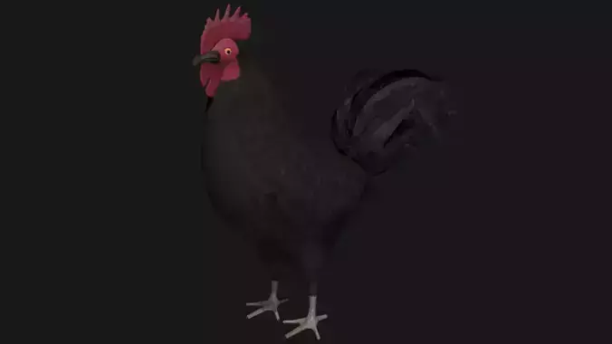Black Rooster Low-poly 3D model