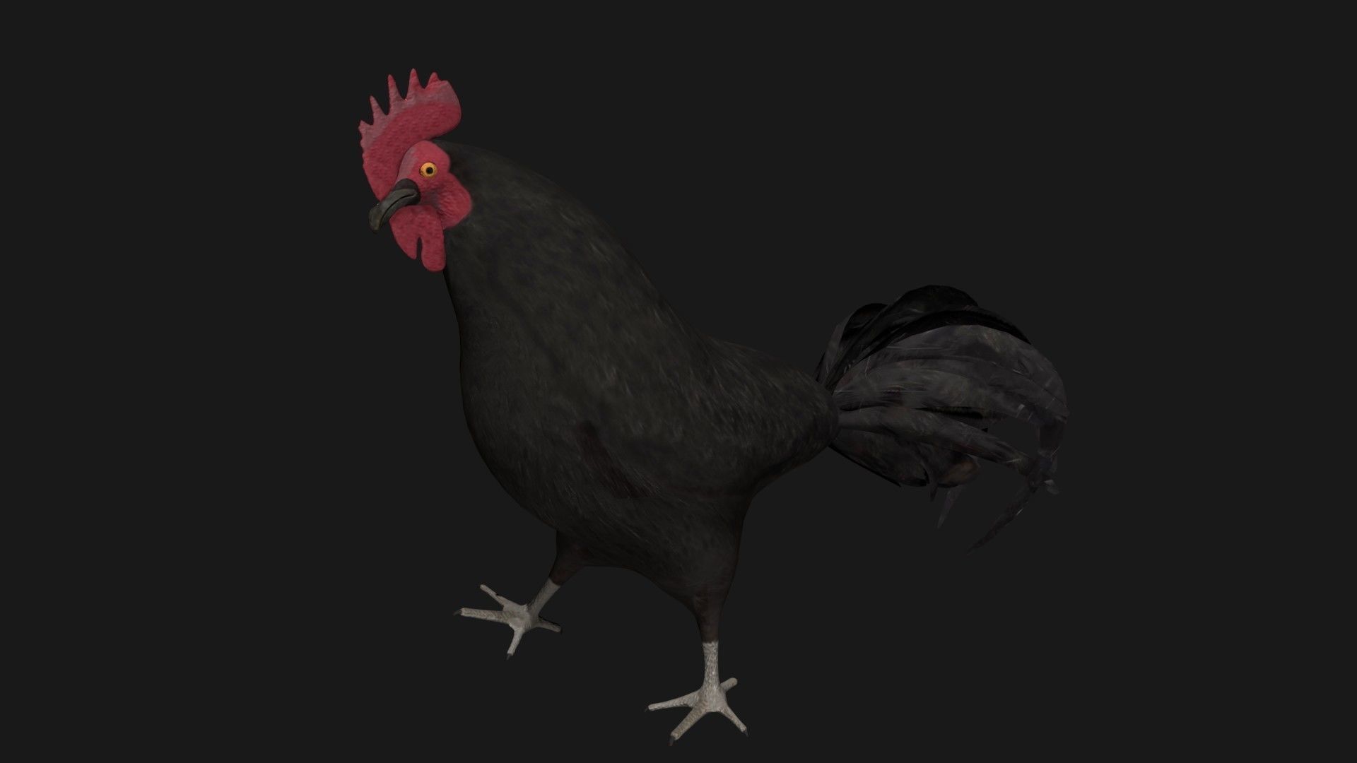 Black Rooster Low-poly 3D model_4