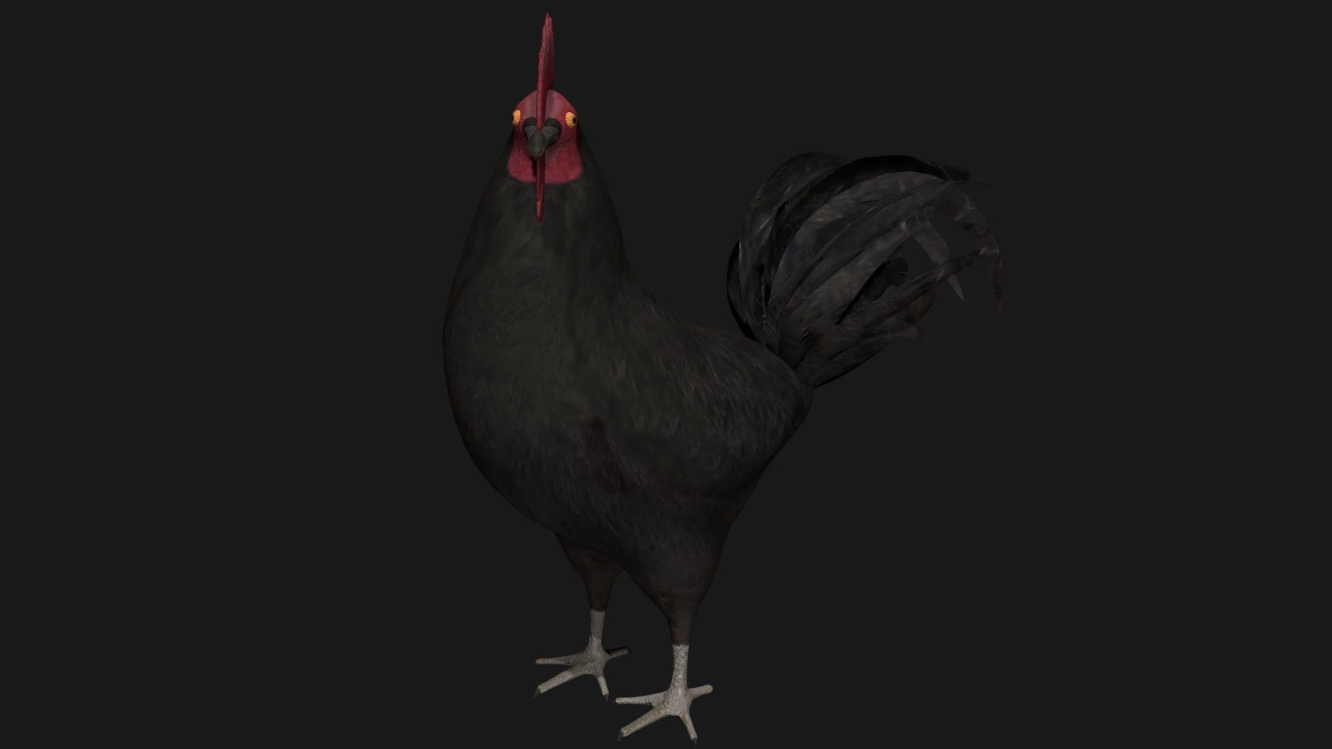 Black Rooster Low-poly 3D model_1