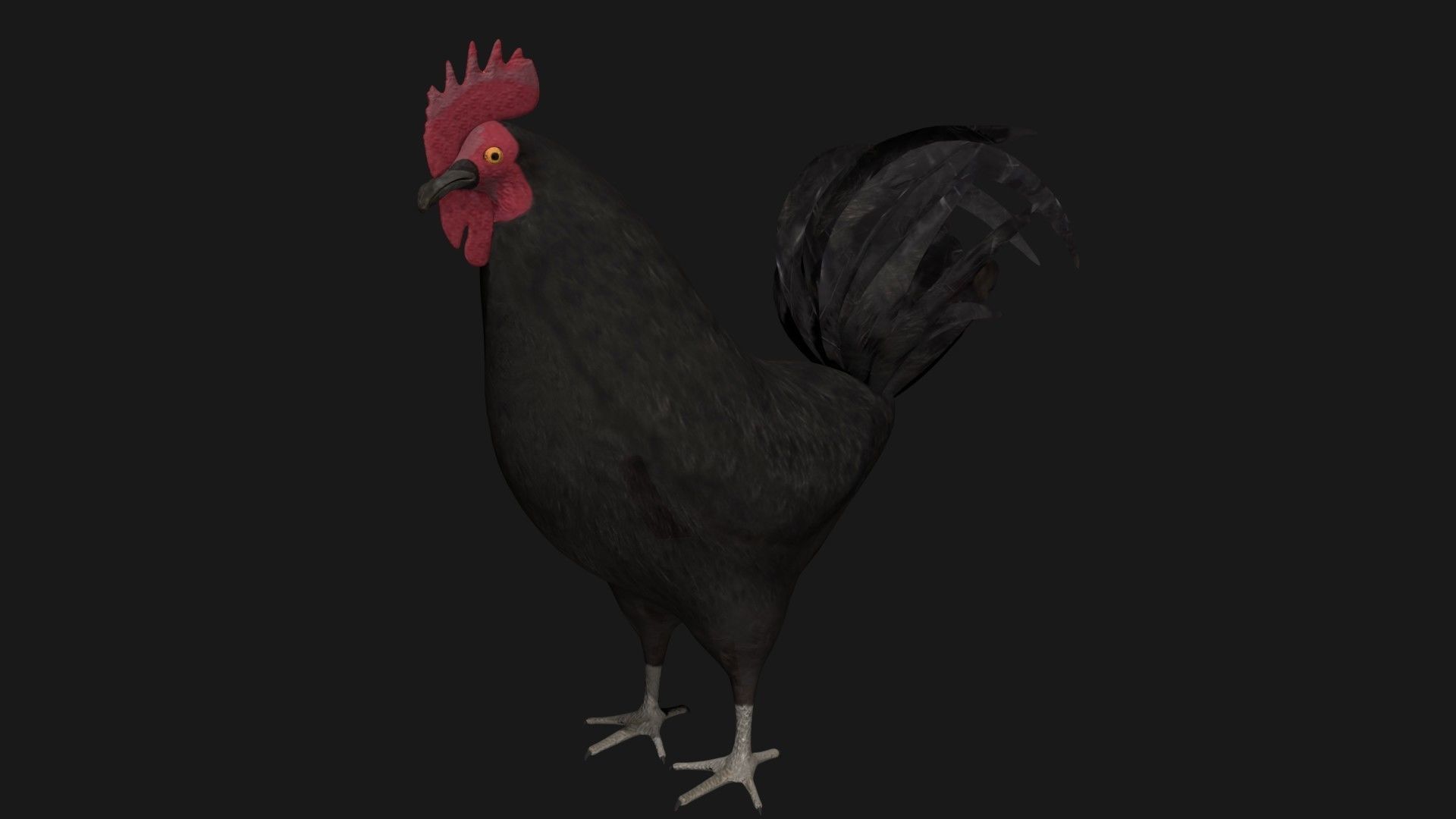 Black Rooster Low-poly 3D model_2