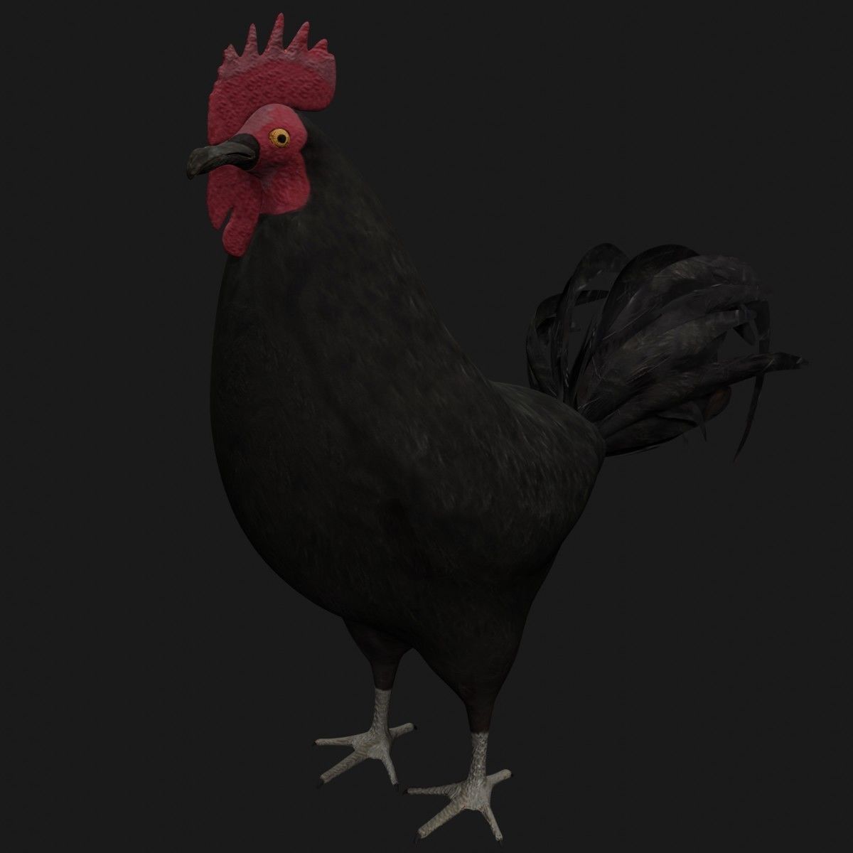 Black Rooster Low-poly 3D model_7