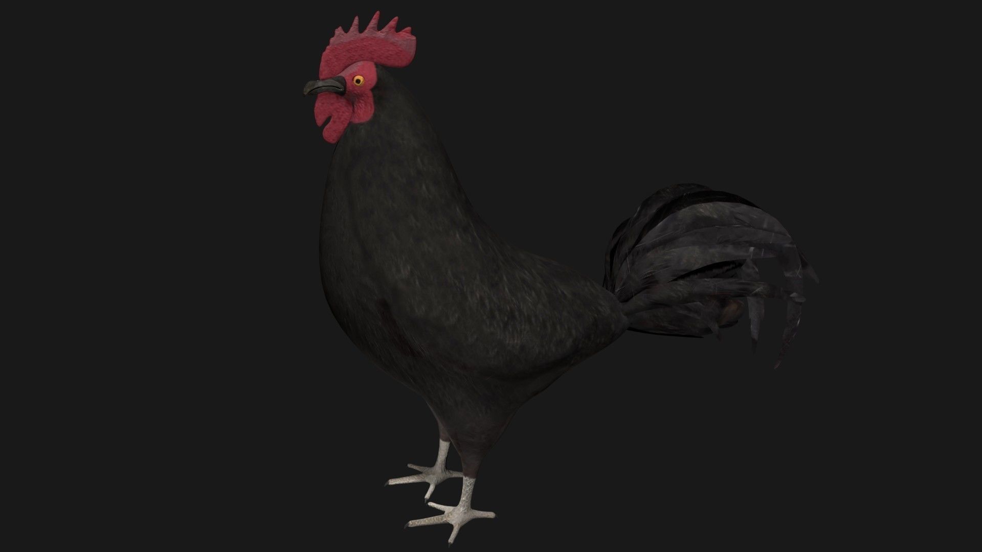 Black Rooster Low-poly 3D model_6