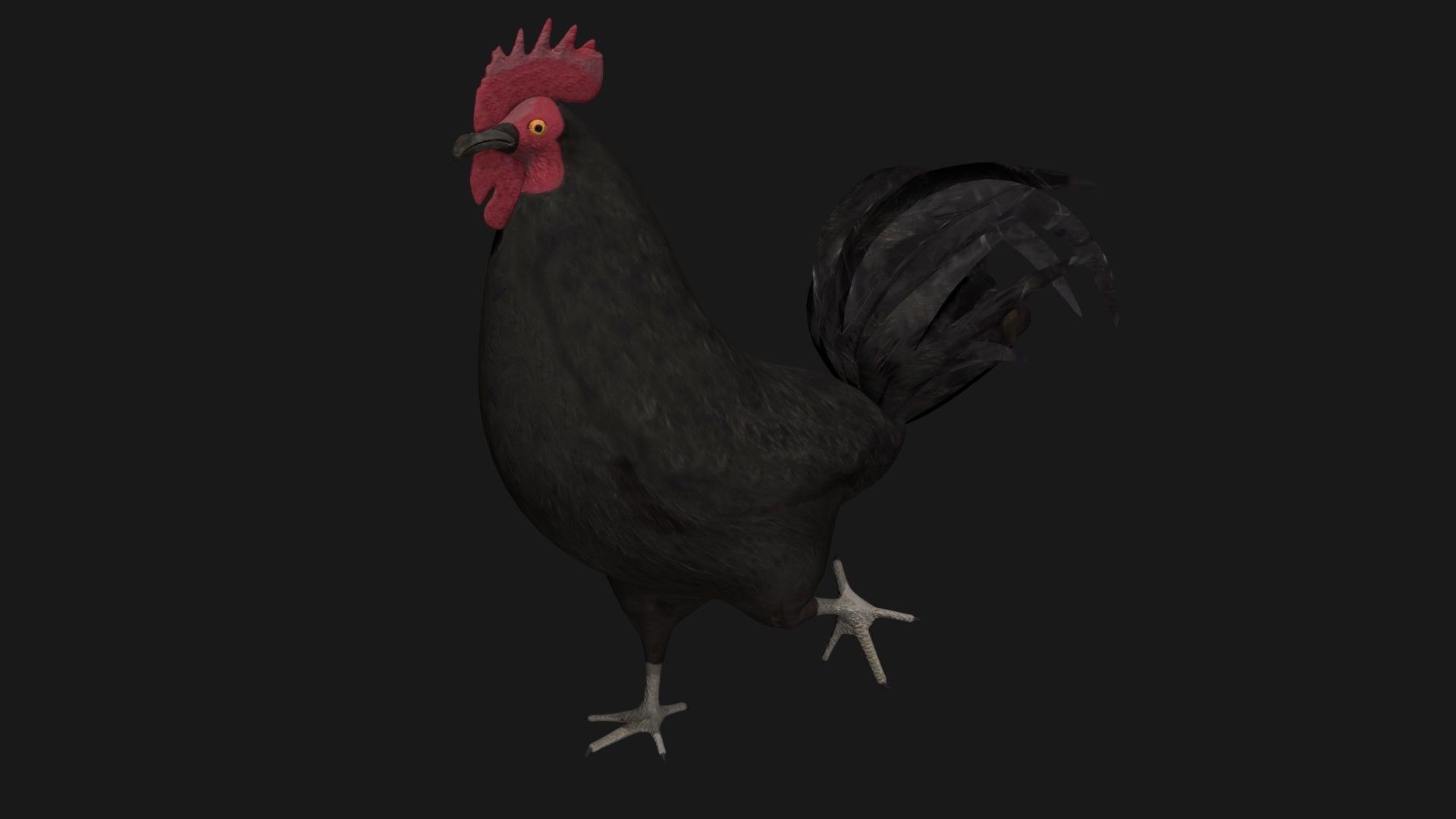 Black Rooster Low-poly 3D model_3