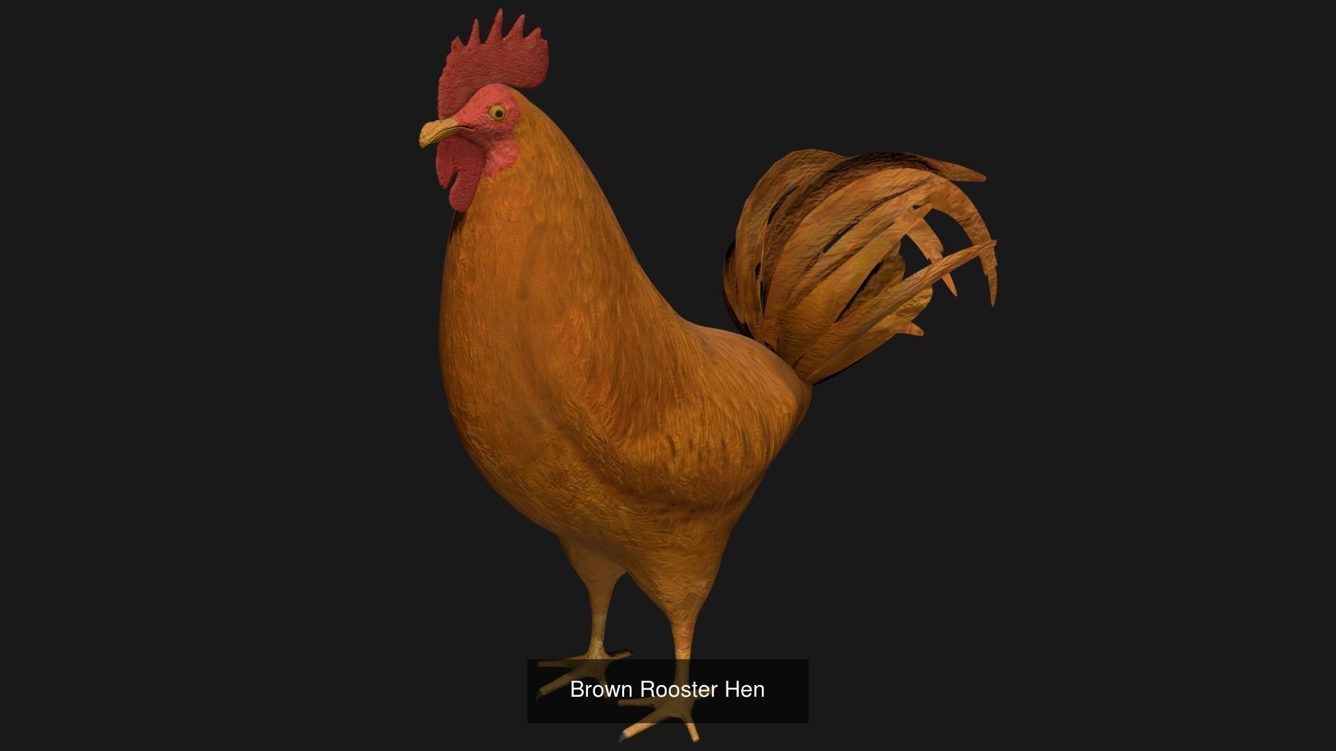 Different color Rooster hen collection _1