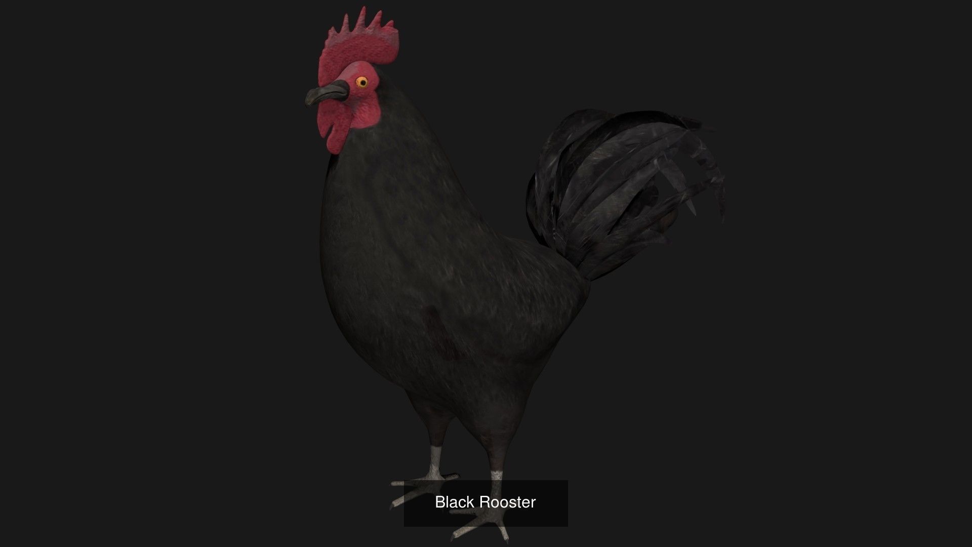 Different color Rooster hen collection _5