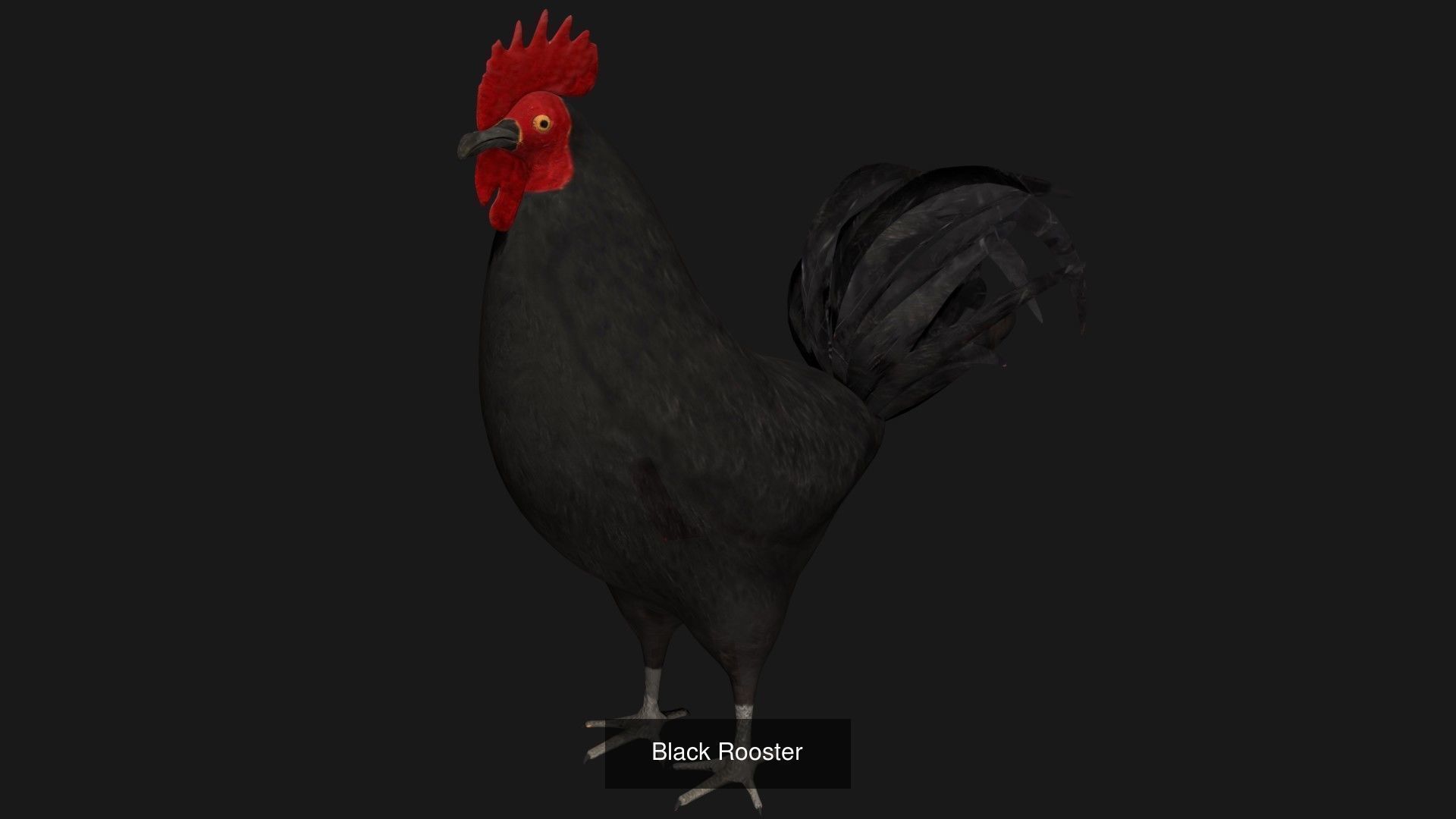 Different color Rooster hen collection _4